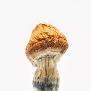 Malabar Mushroom Online Berlin Germany