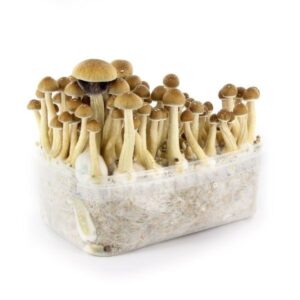 Buy Mazatapec Mushroom Grow Kit online Berlin Germany
