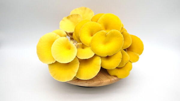 Buy Yellow Oyster Mushrooms online Germany